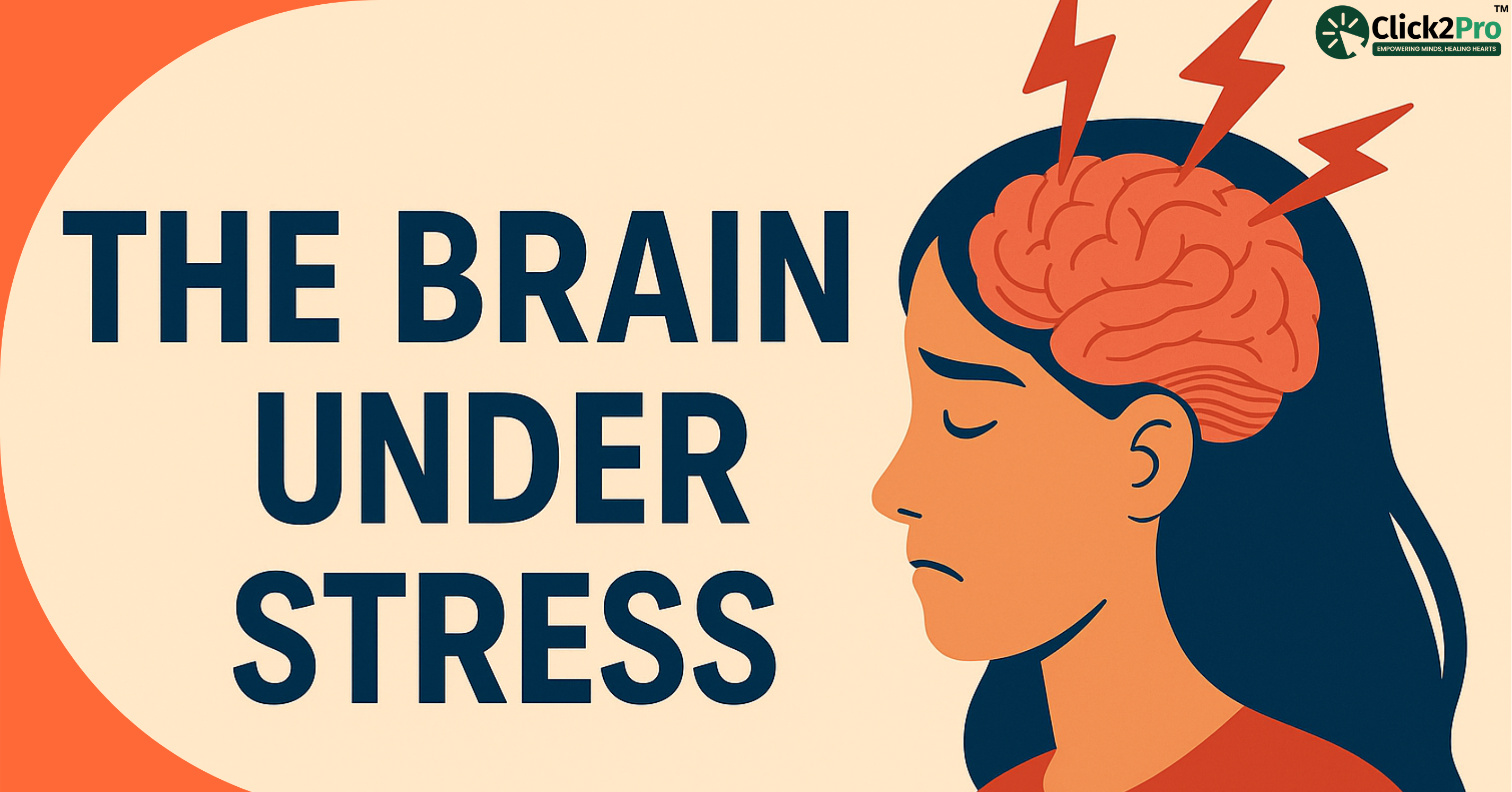 Stress affects brain health, triggering cognitive strain and emotional imbalance from high cortisol.